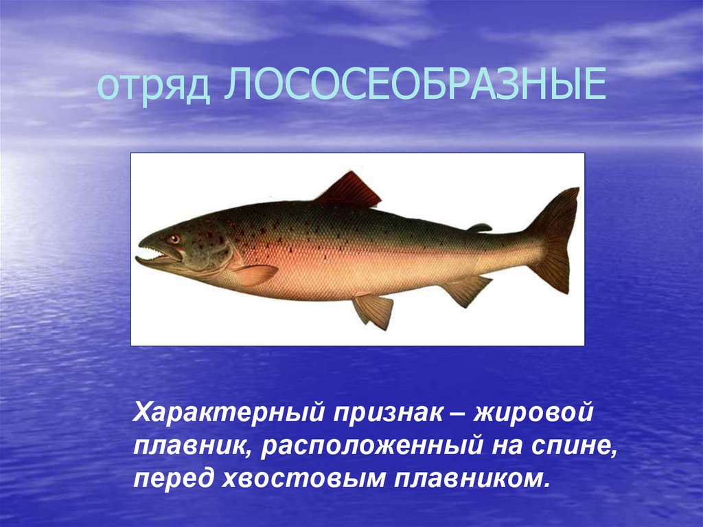 Лососевая рыба 7