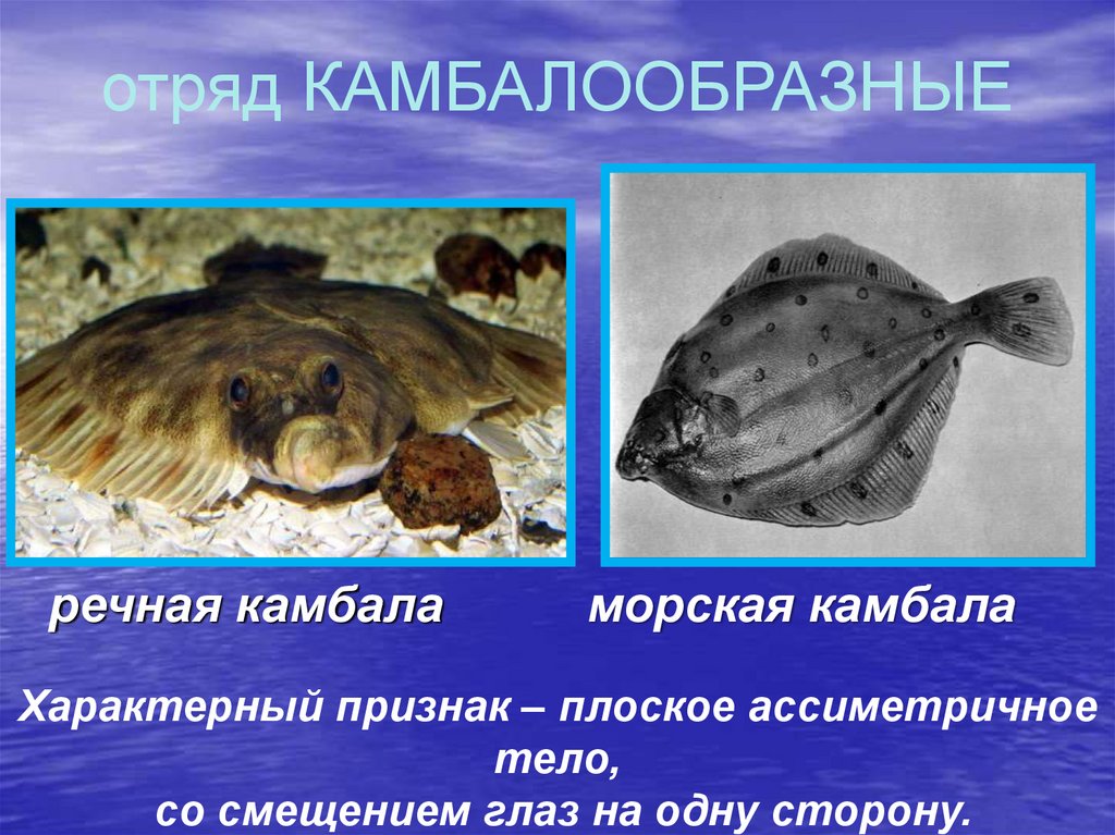 Камбала биологическое значение. Морская рыба камбала. Рыбы отряда камбала. Морская камбала среда обитания. Отряд камбалообразные представители.