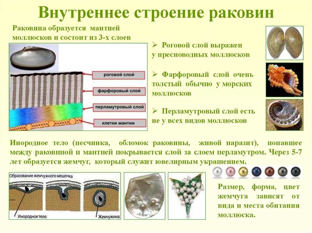 Лабораторная работа раковины моллюсков. Строение раковины моллюсков слои. Из чего состоит раковина моллюсков 7 класс. Раковина моллюсков состоит строение. Из чего состоит раковина моллюсков вещество.