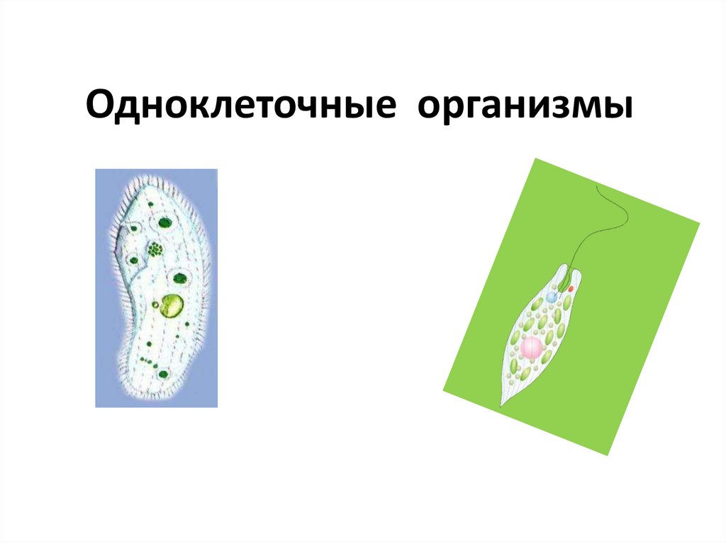 Простейшие доядерные одноклеточные организмы