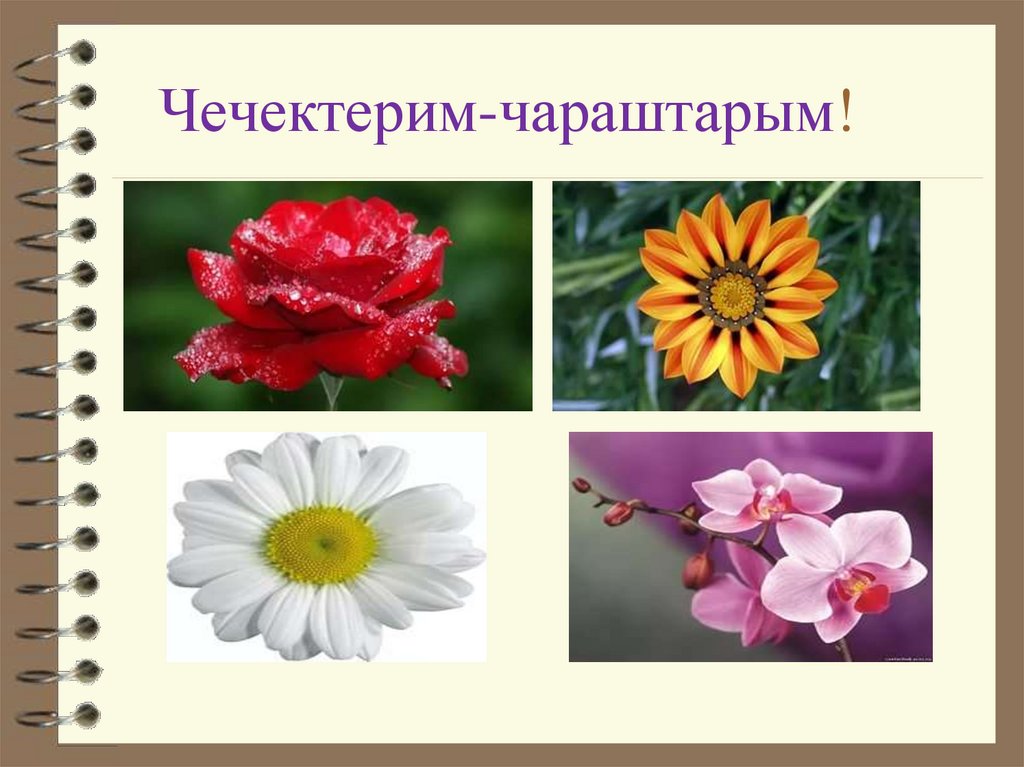 Чечектерим-чараштарым!