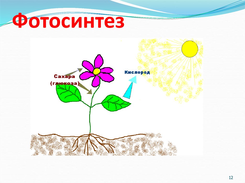 Фотосинтез материал. Фотосинтез 6 класс биология. Схема процесса фотосинтеза 6 класс. Фотосинтез рисунок. Фотосинтез для малышей.