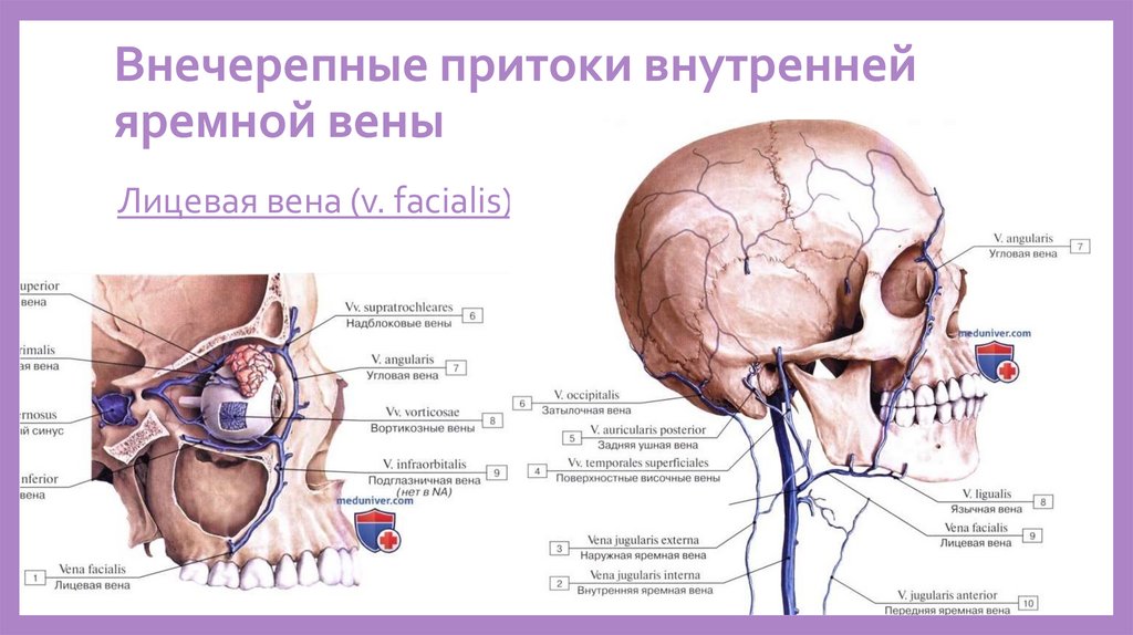 Внутренней яремной вене