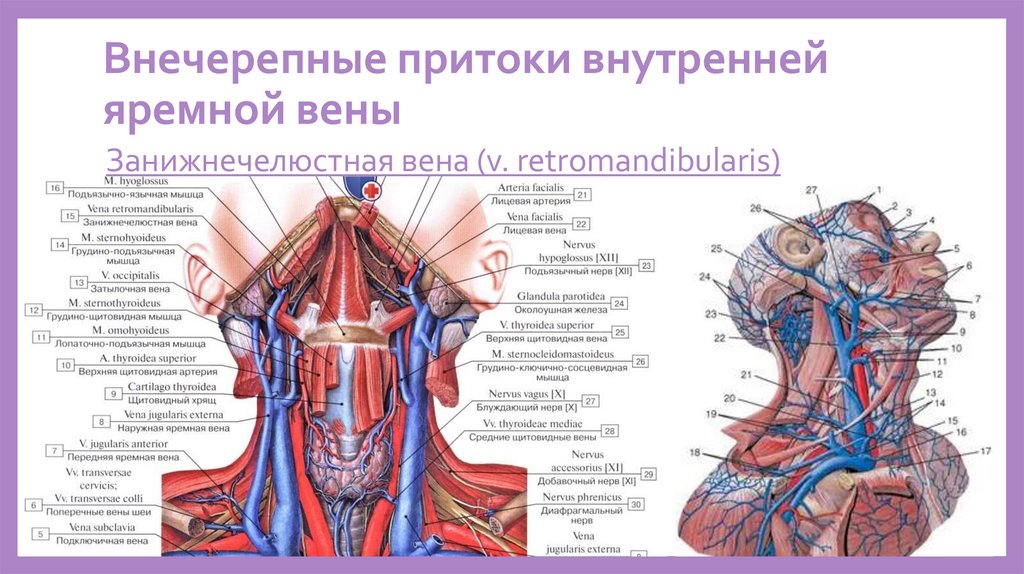 Норма внутренней яремной вены. Внечерепные притоки внутренней яремной вены. Притоки внутренней яремной вены схема. Внутренняя яремная Вена притоки.