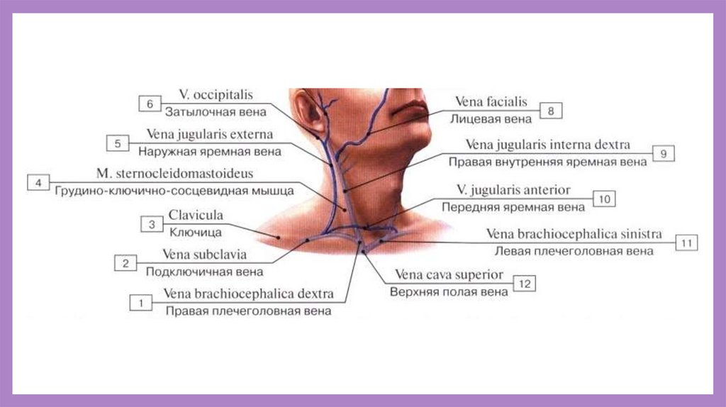 Внутренняя яремная вена диаметр