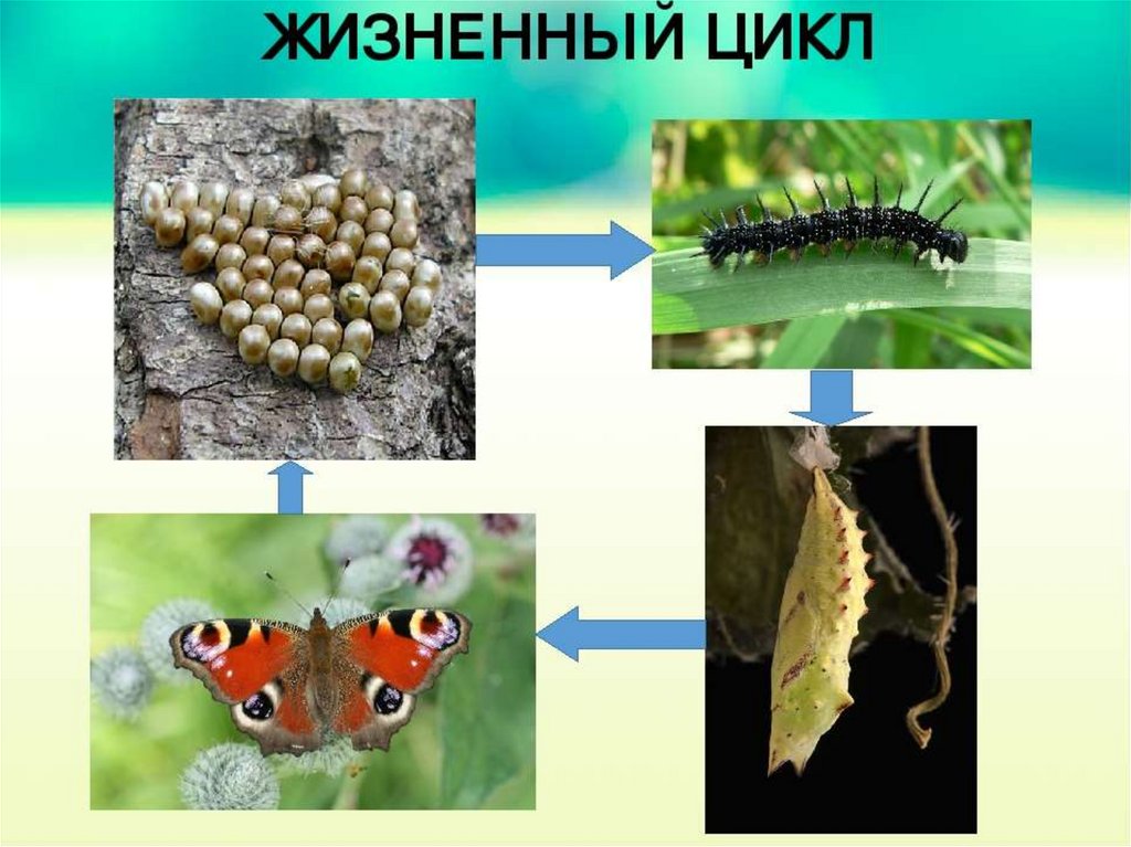 Стадии развития бабочки картинки