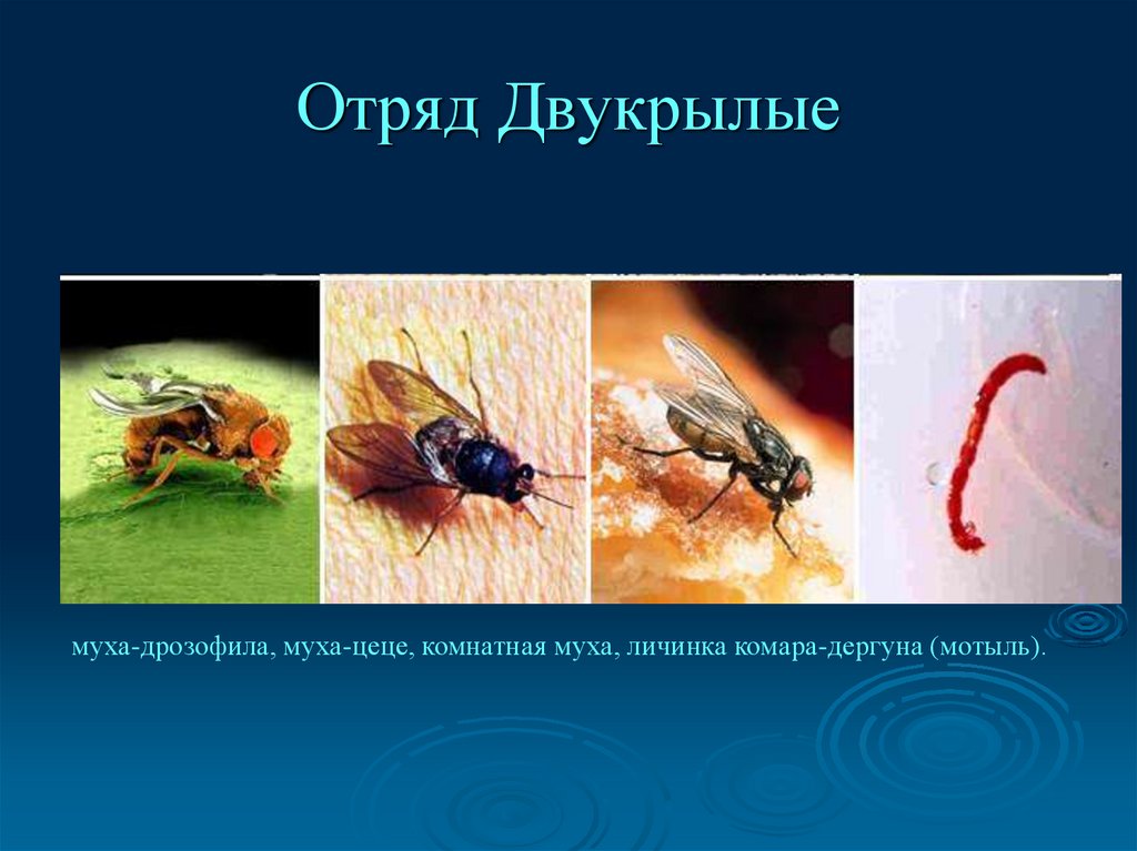 Отряд насекомых тип развития. Отряд Двукрылые цикл развития. Необычные развития насекомых. Сообщение Двукрылые чешуя отряды. Медовидая пчела полное превращение.