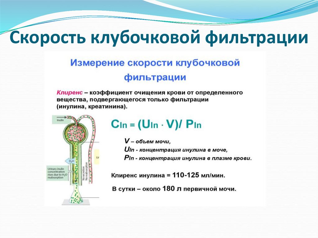 Клубочковая фильтрация канальцевая реабсорбция