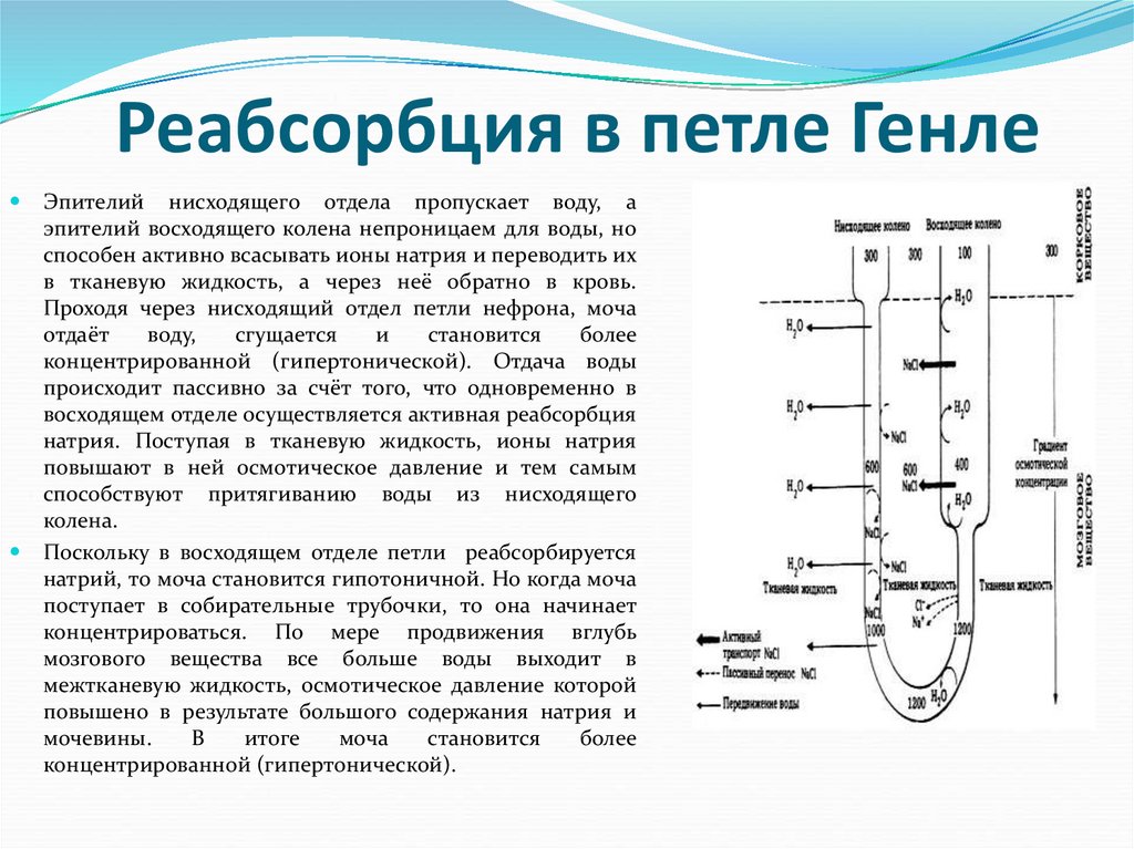 Реабсорбция происходит в. Петля Генле. Нисходящий отдел петли Генле. Восходящий отдел петли Генле. Реабсорбция.