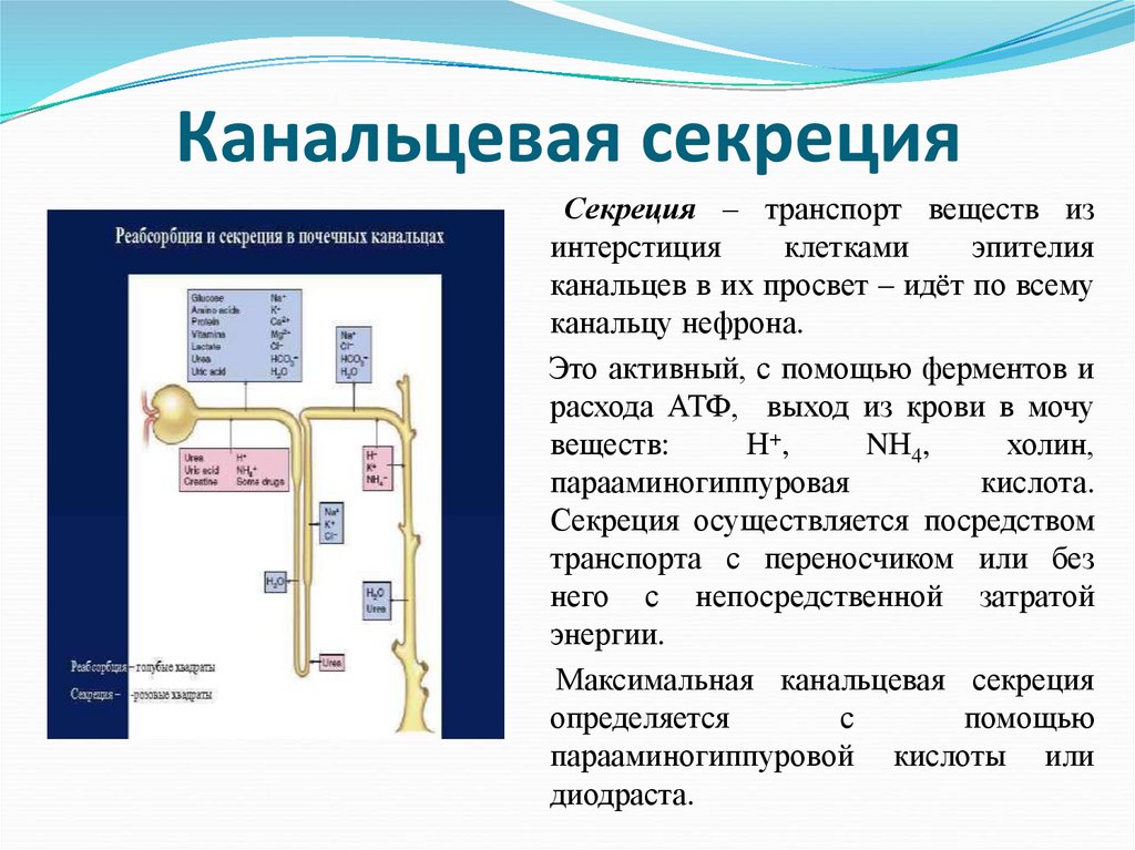 Канальцевая секреция. Секреция парааминогиппуровой кислоты. Регуляция канальцевой секреции. Механизм канальцевой секреции.