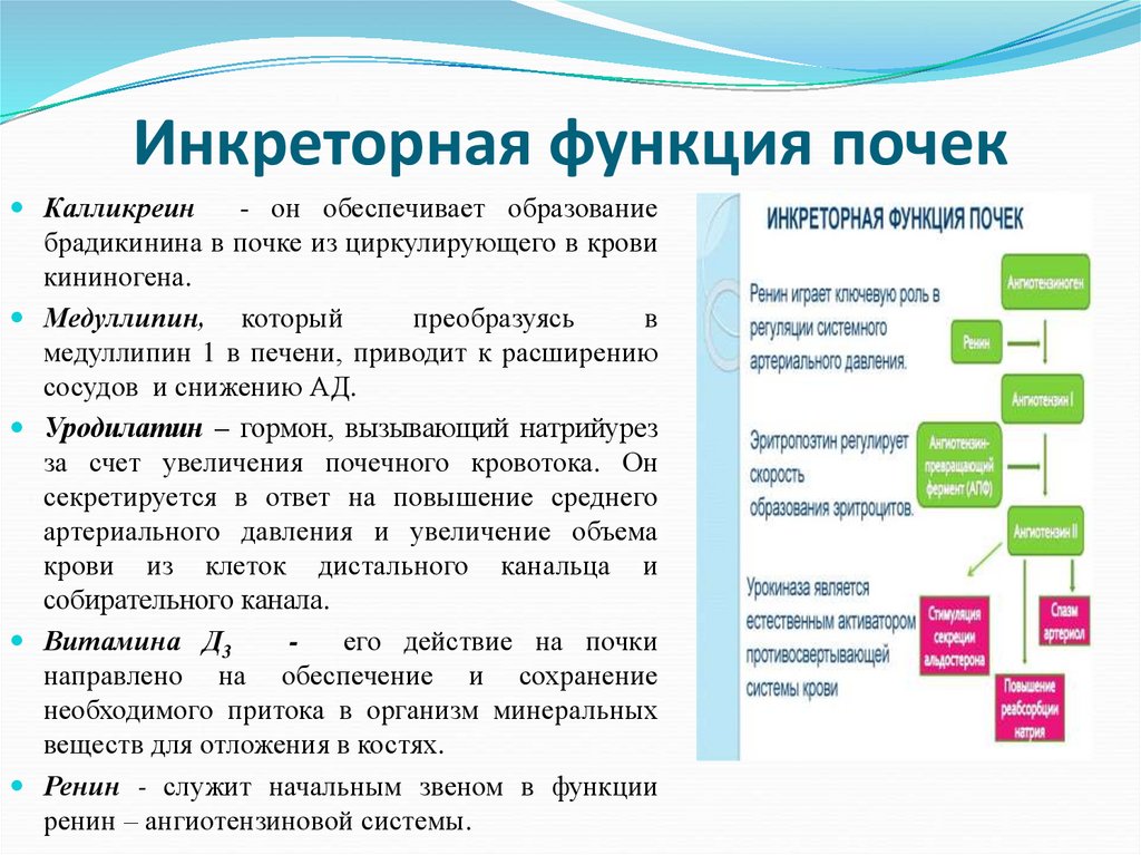 Инкреторная функция это. Инкреторная функция почек физиология. Характеристика инкреторной функции почек. Нарушение инкреторной функции почек. 64. Инкреторная функция почек.