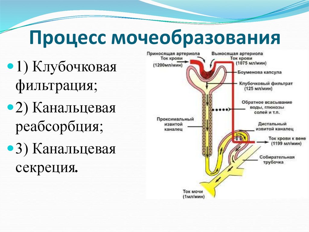 Процесс мочеобразования презентация