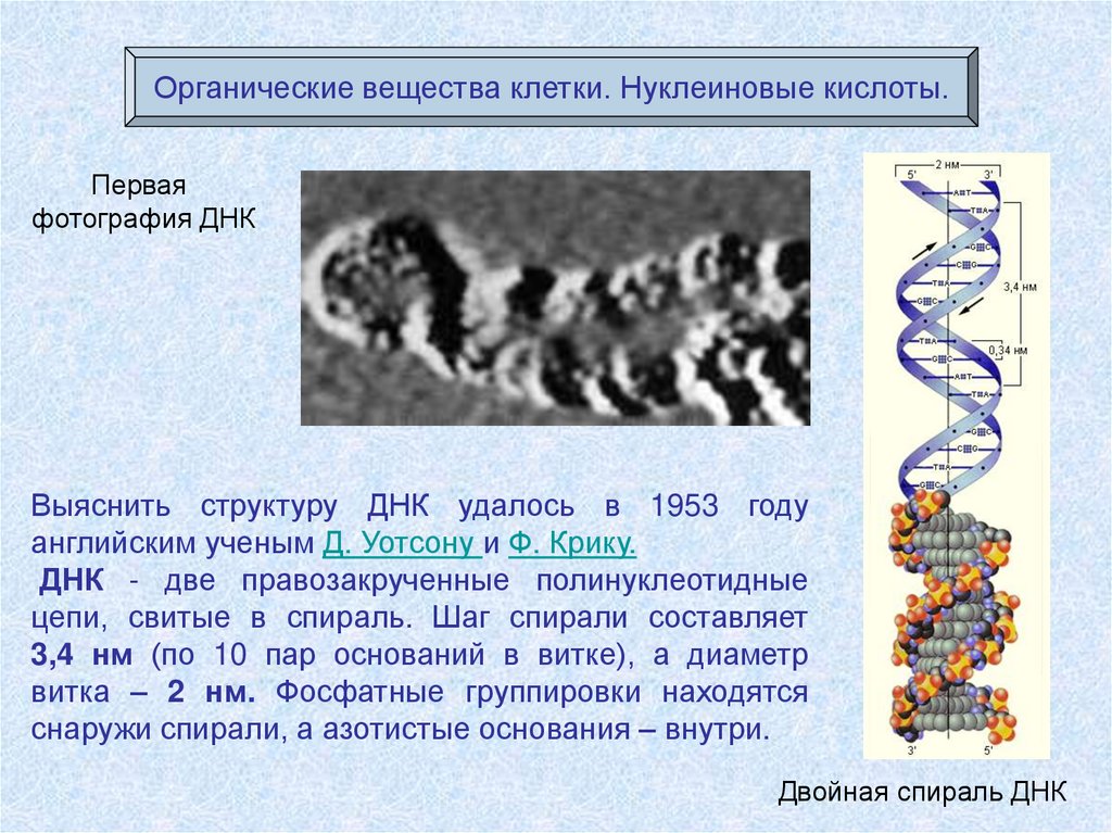 Нуклеиновые вещества. Органические вещества клетки ДНК. Химические соединения ДНК В клетке. Первая фотография ДНК. Вещества клетки(нуклеиновые кислоты.