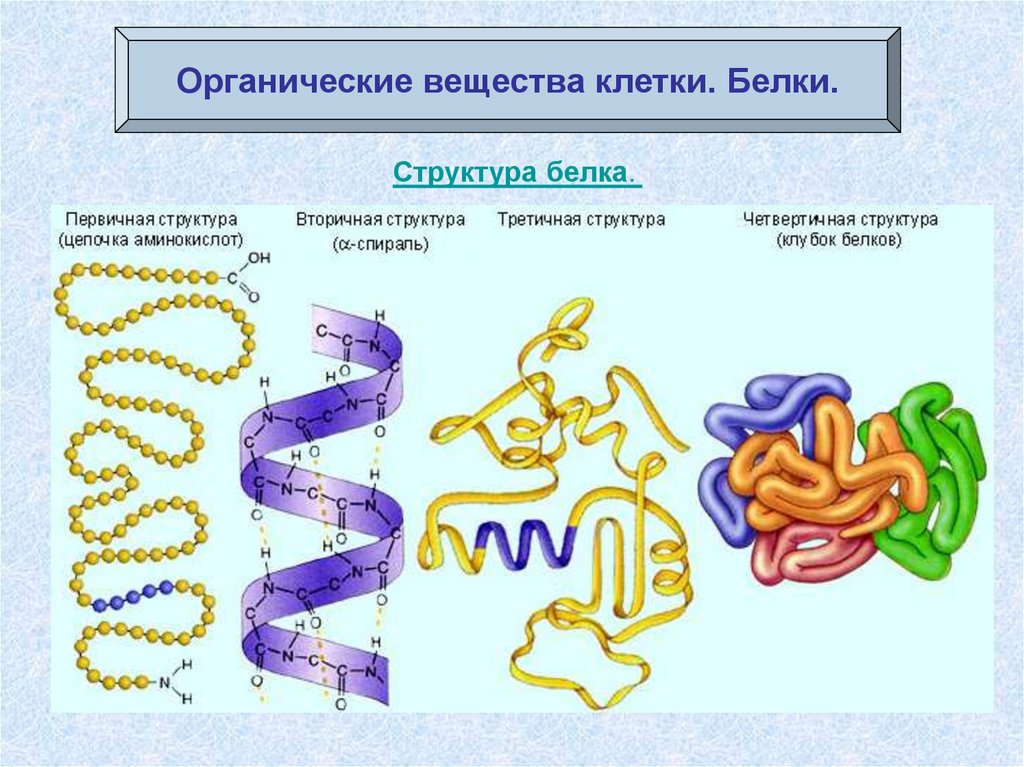 Белки схема химия