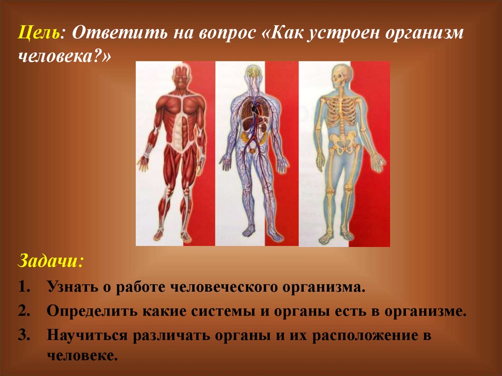 Презентация как работает наш организм 3 класс. Как устроен организм человека. Как устроен наш организм. Как устроено тело человека. Как устроен организм человека презентация.