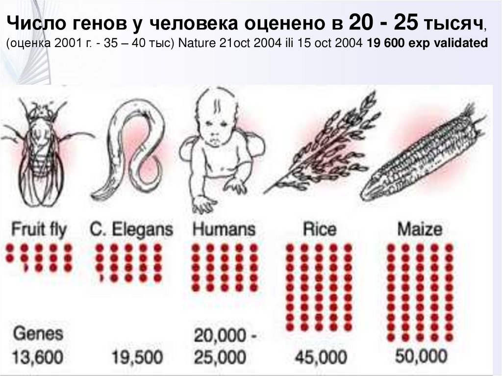 Изменение количества генов. Сколько всего генов у человека. Сколько генов у человека. Число генов челка.