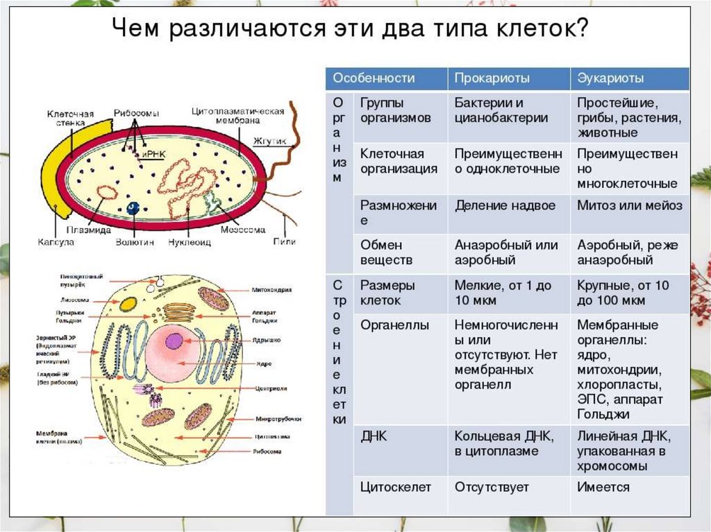 У прокариот отсутствуют. Общий план строения клеток эукариот и прокариот. Структура клеток прокариота и эукариота. Строение клетки прокариот и эукариот. Плазматическая мембрана у клеток эукариот.