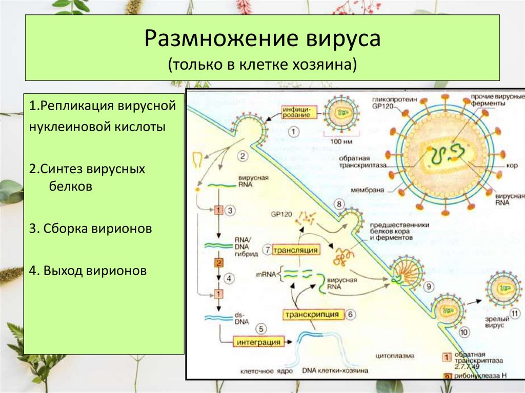 Структурно функциональная организация клеток