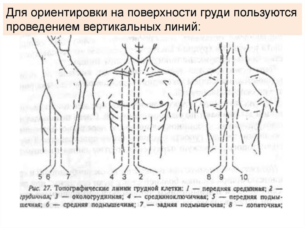Оси тела человека в анатомии и условные линии передняя и задняя. Оси тела человека в анатомии и условные линии перед ключица колено. Площадь поверхности тела человека. Основные условные линии и точки спортивного зала картинки.