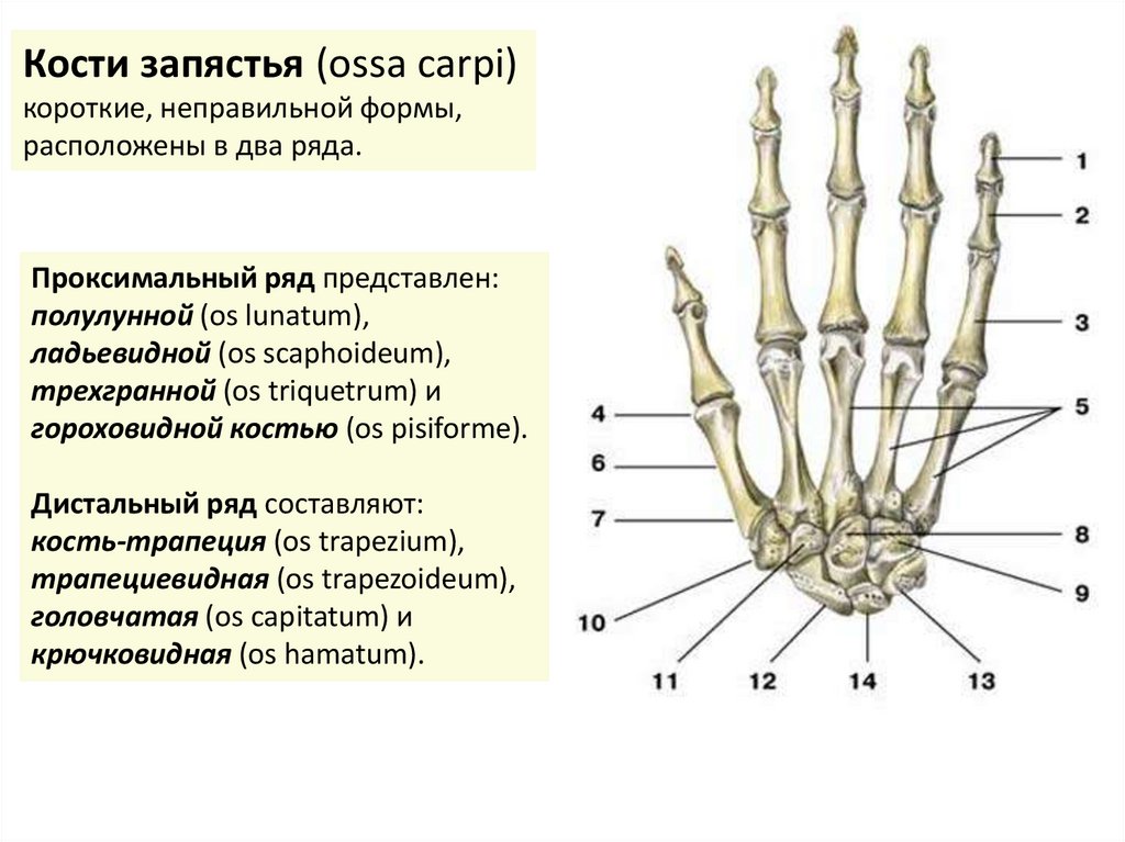 Ряд костей запястья. Запястья пясти пальцы анатомия строение. Кости дистального ряда запястья. Кости запястья (ossa Carpi). Кости пясти 5 название анатомия.