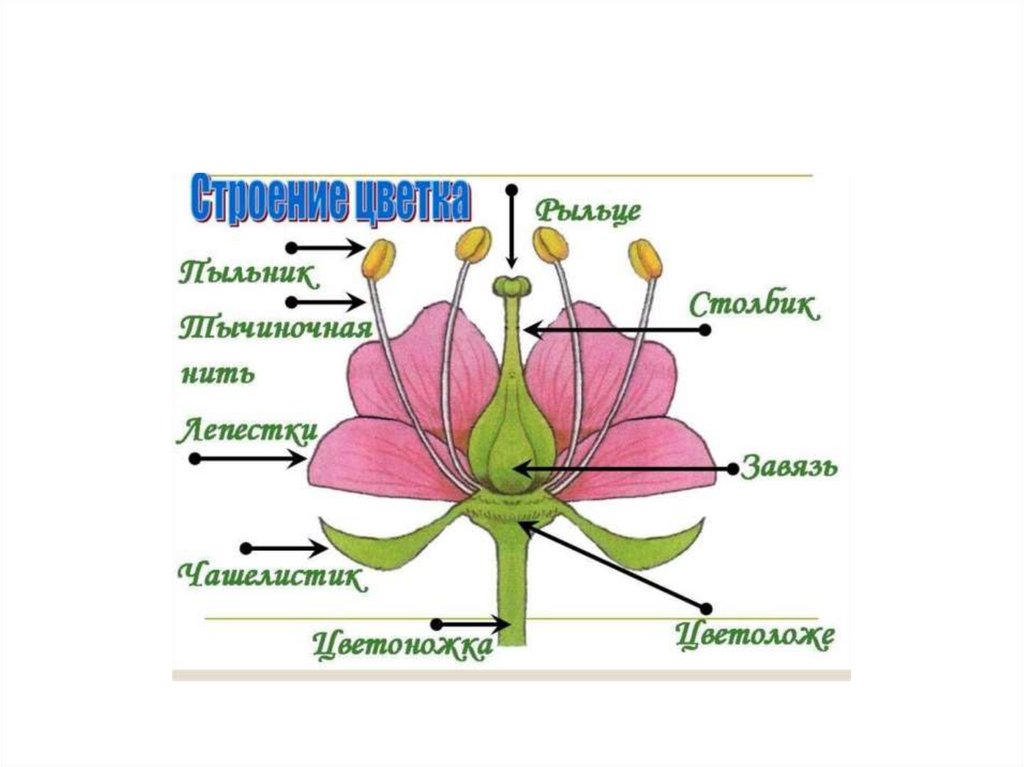 Схема строения цветка 6 класс биология. Строение цветка покрытосеменных растений.