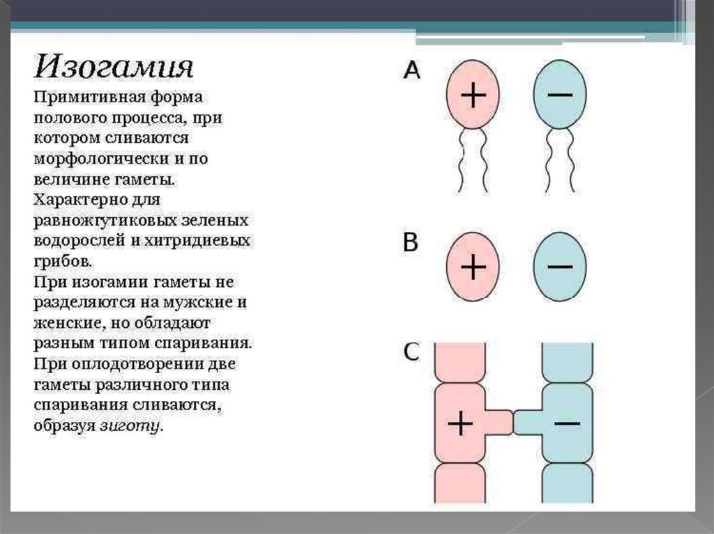 Признаки мужской гаметы. Изогамия оогамия. Типы полового процесса изогамия.