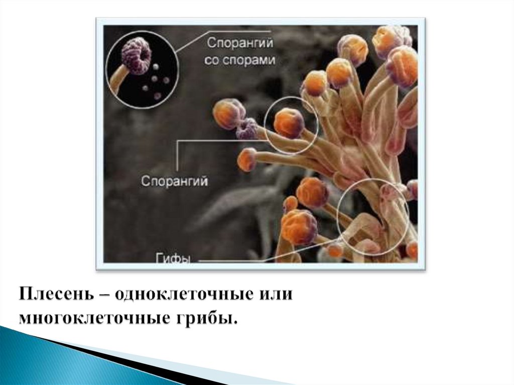 Проект 10 класс плесень