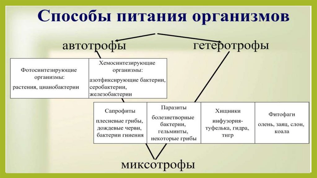 1 автотрофные и гетеротрофные организмы