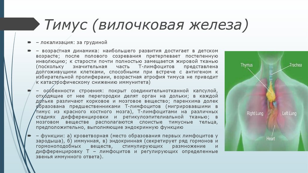 Кроветворные органы и их возрастные особенности - презентация онлайн