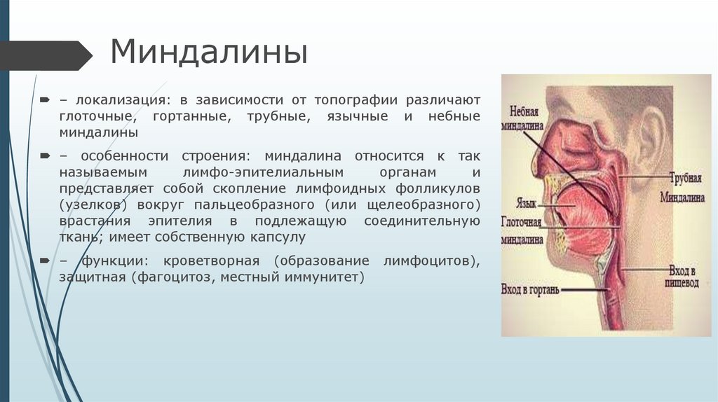 Кроветворные органы и их возрастные особенности - презентация онлайн