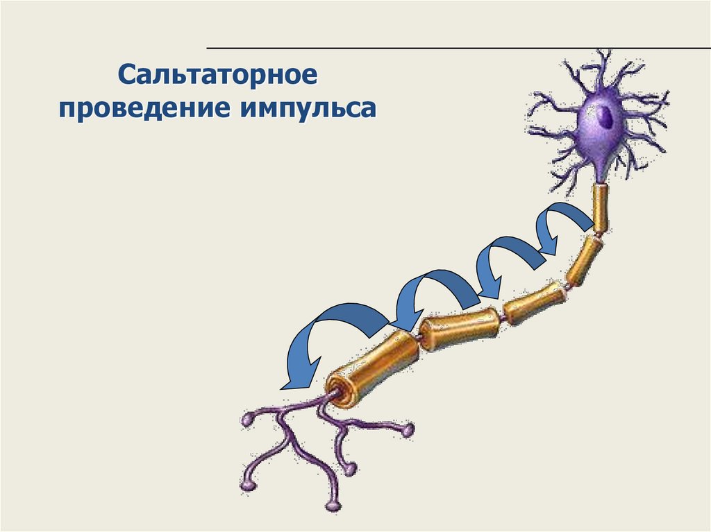 Проведение нервного импульса