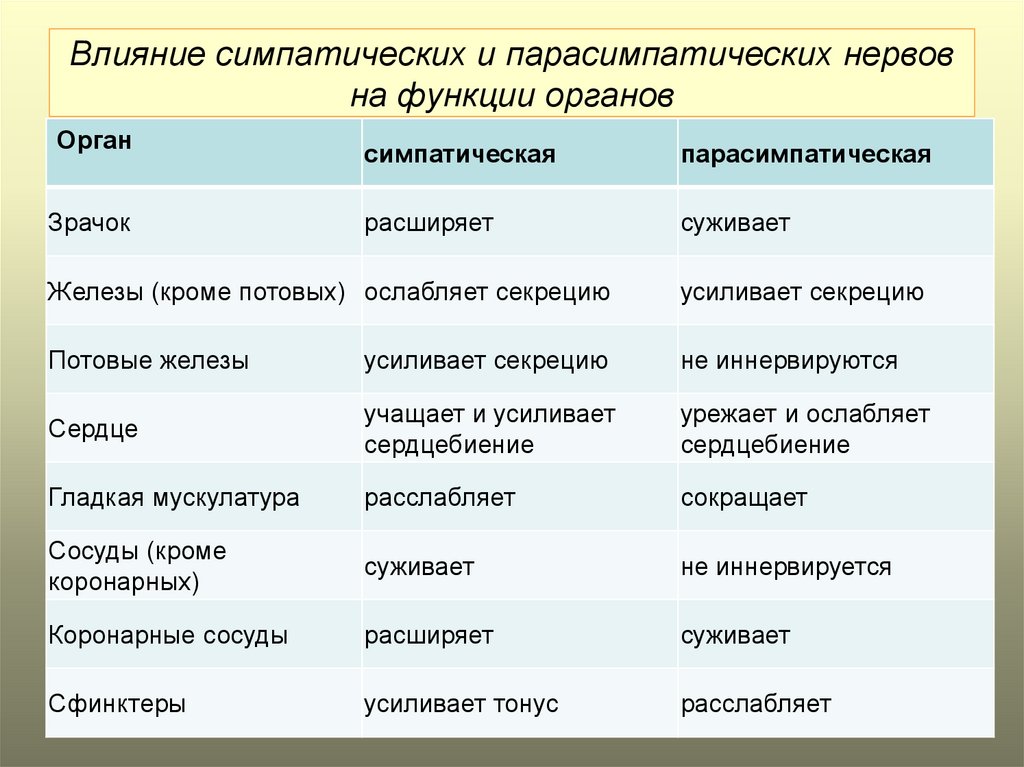 Влияние симпатического и парасимпатического отдела