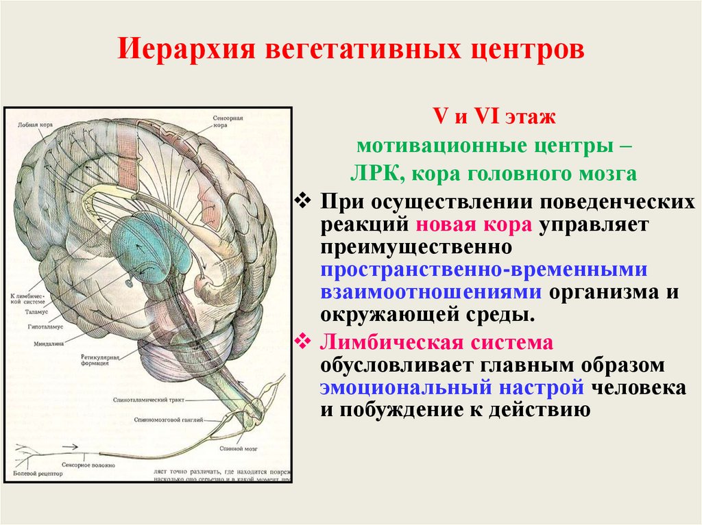 Подкорковые вегетативные центры. Лимбическая система вегетативные функции. Лимбическая система и вегетативная нервная система. Вегетативные центры головного мозга. Лимбическая нервная система.