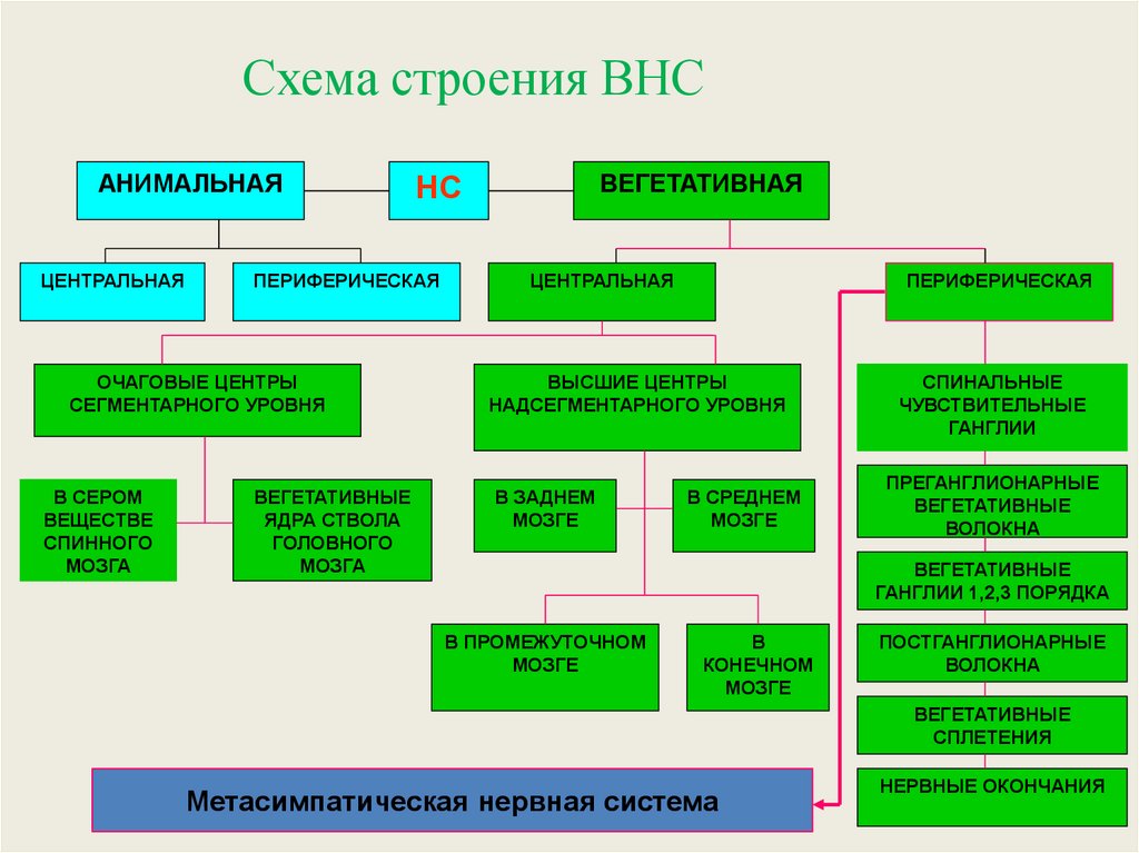 Высший вегетативный центр находится в