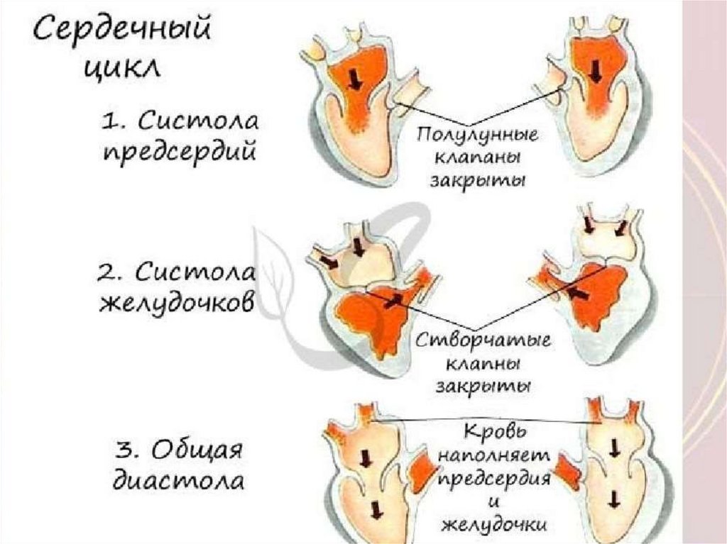 Строение сердца и сосудов. 8 класс - презентация онлайн