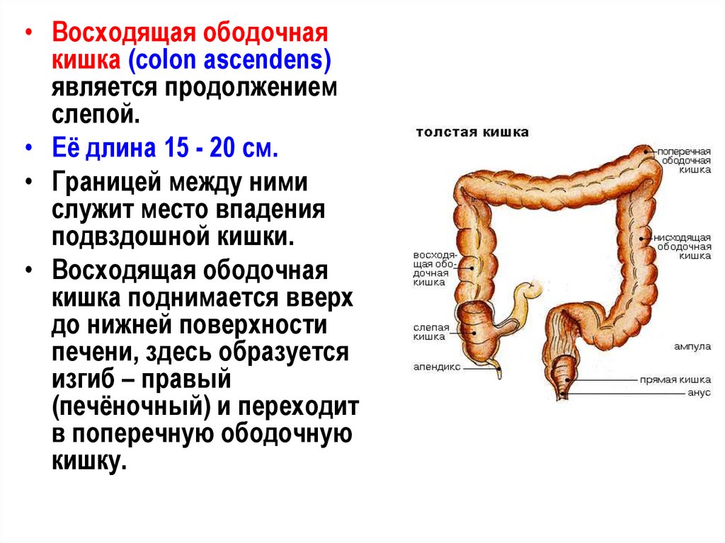 В состав какой системы входит толстый кишечник. Ободочная толстая кишка анатомия. Восходящая ободочная кишка (Colon ascendens) характеризуется:. Отделы толстой кишки анатомия человека. Слепая кишка анатомия человека.