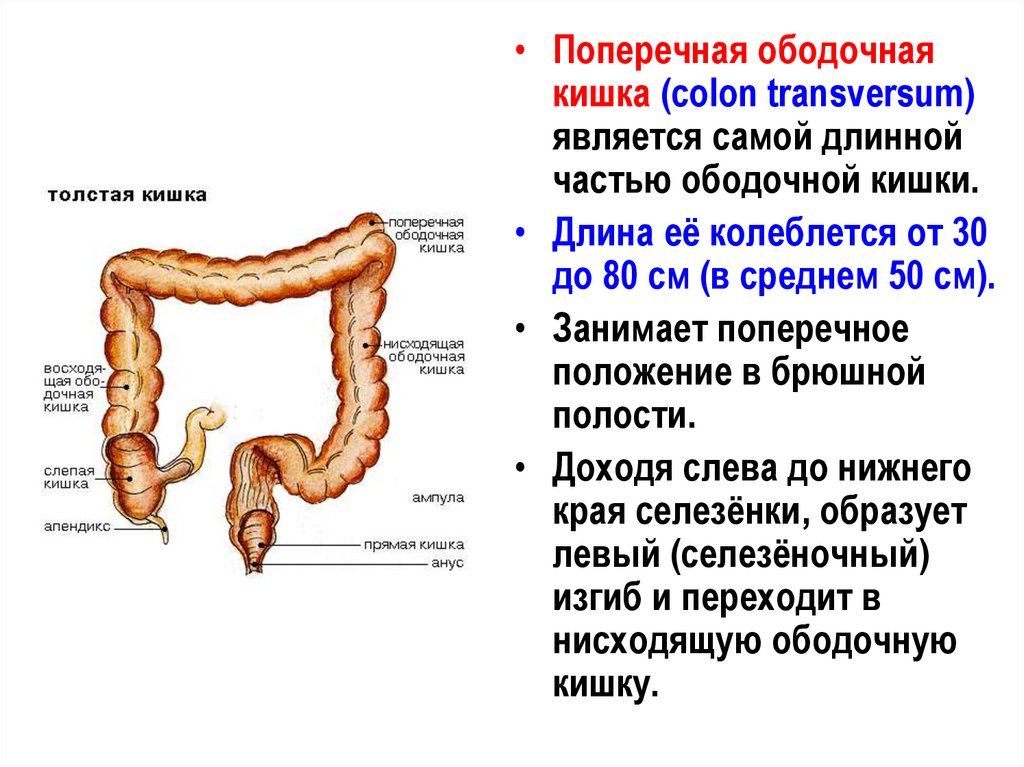 Функции слизистой кишечника. Ободочная толстая кишка анатомия. Поперечная ободочная кишка строение. Отделы поперечно-ободочной кишки. Поперечный отдел ободочной кишки.