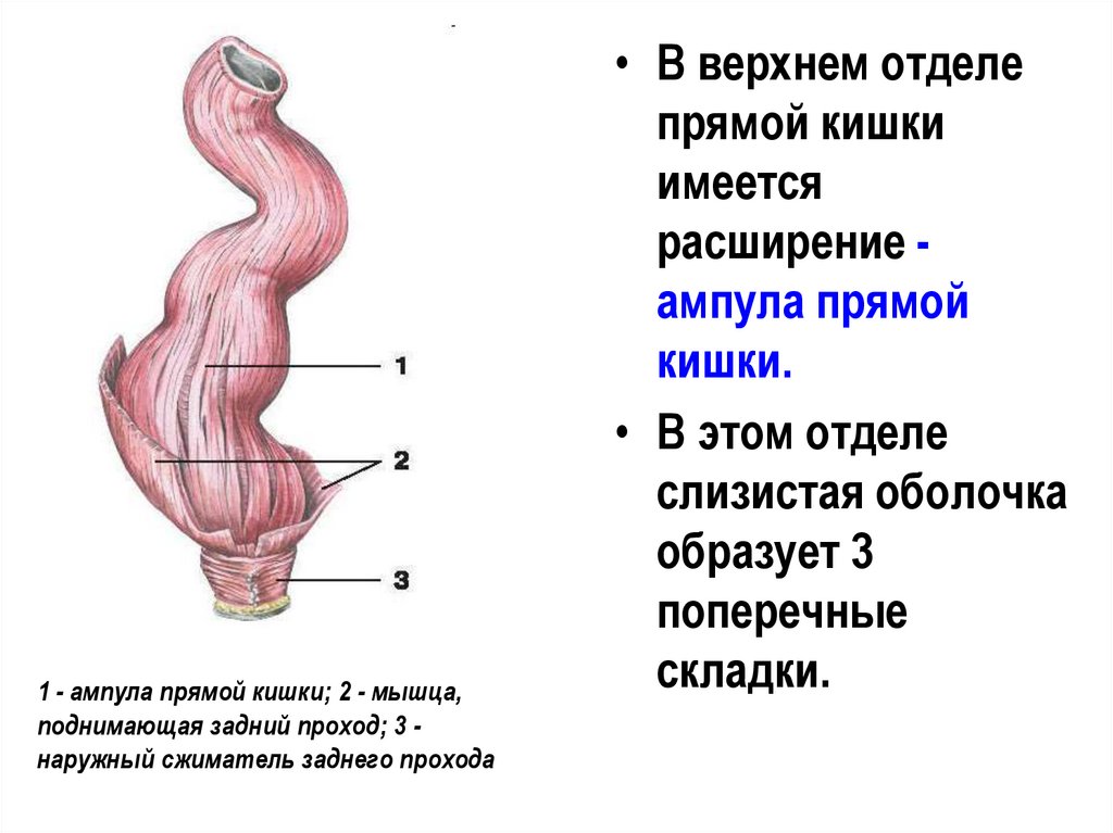 Прямая кишка рисунок