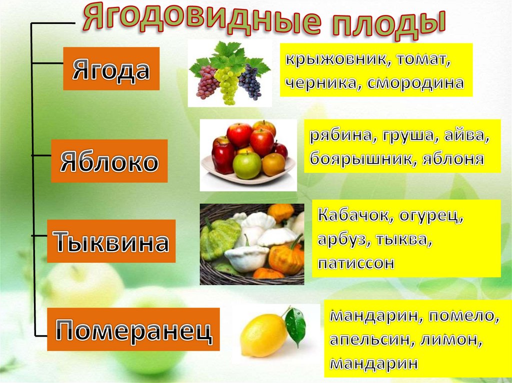 Какие плоды относятся к. Ягодовидные плоды. Сочные ягодовидные плоды. Ягодовидные плоды примеры плодов. Ягодовидные плоды таблица.