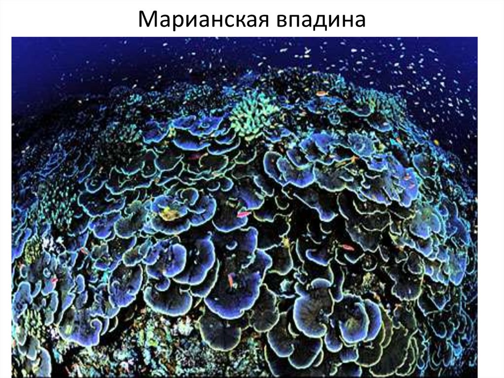 Марианская впадина