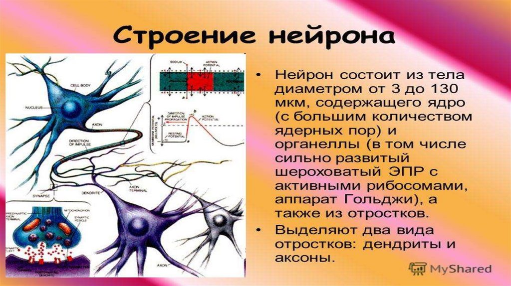Нервная ткань состоит из ответ. Нейроны и нейроглия. Клетки нейроглии, обеспечивающие иммунную защиту в нервной системе -. Строение нейронов плакат. Классификация нейроглии спинного мозга.