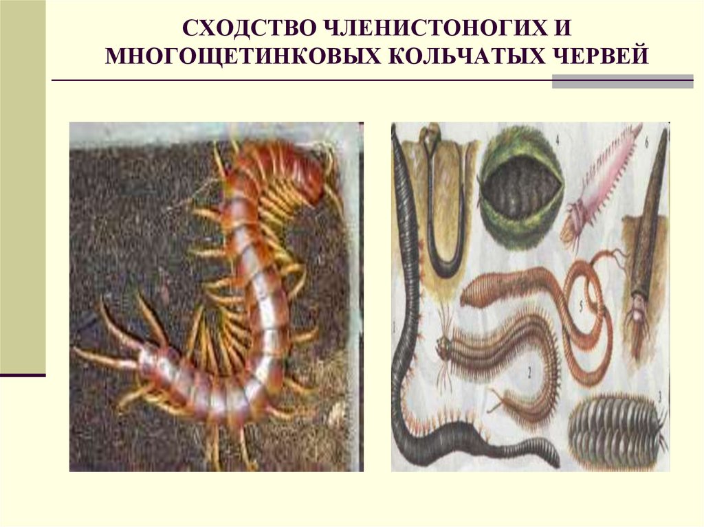 От каких животных произошли кольчатые черви моллюски. Многощетинковые черви Членистоногие. Кольчатые черви и Членистоногие. Многощетинковых кольчатых червей. Предки членистоногих.