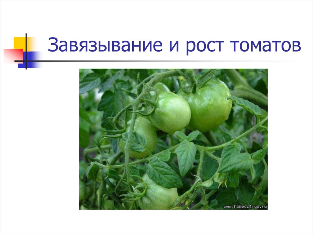 Для завязывания томатов. Агротехника томатов. Помидоры рост. Схема селекции томатов. Презентация на тему томаты.