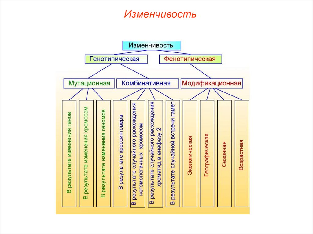 Мутационная изменчивость в отличие от модификационной