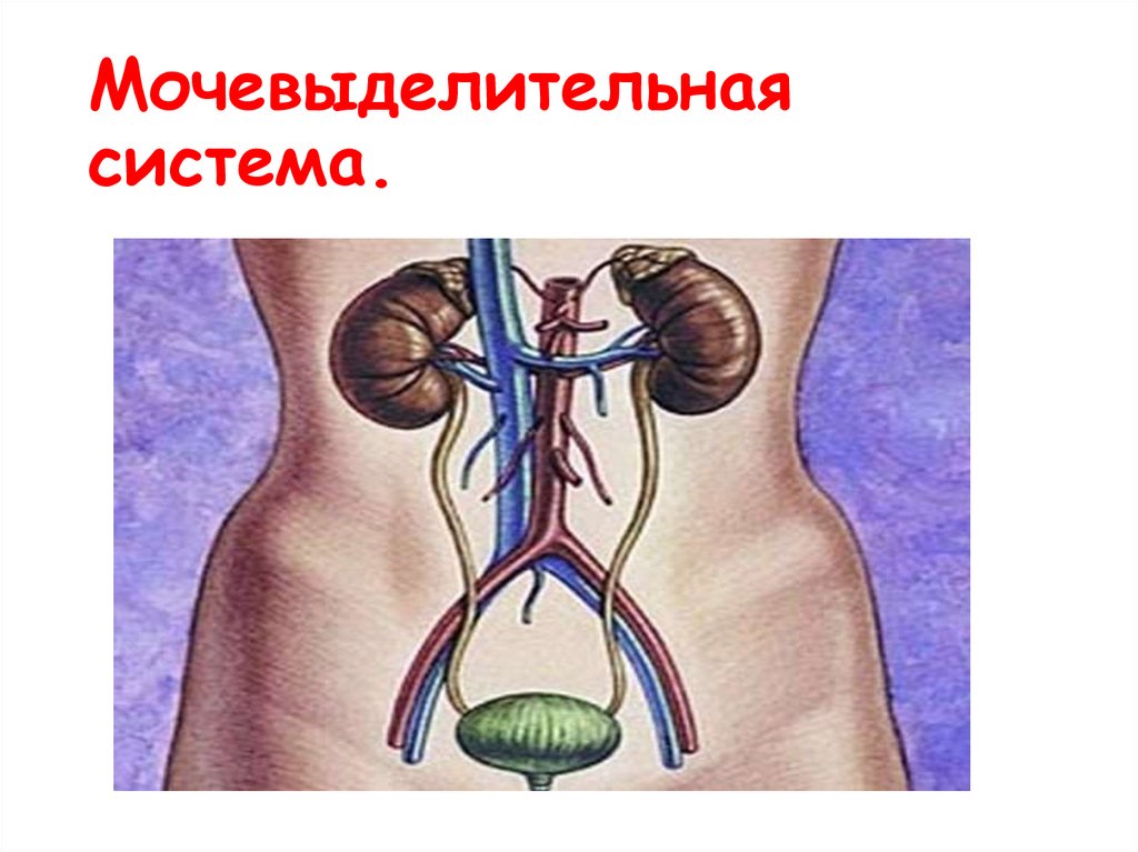 Мочевыделительная система - online presentation
