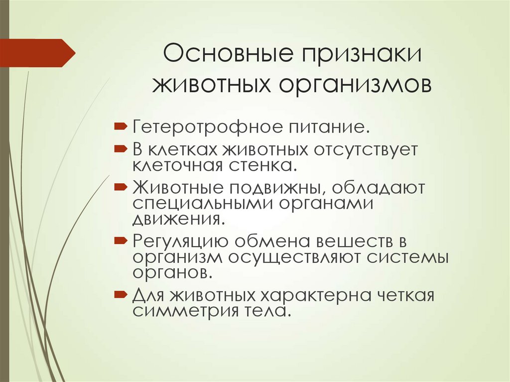 Общая характеристика животных