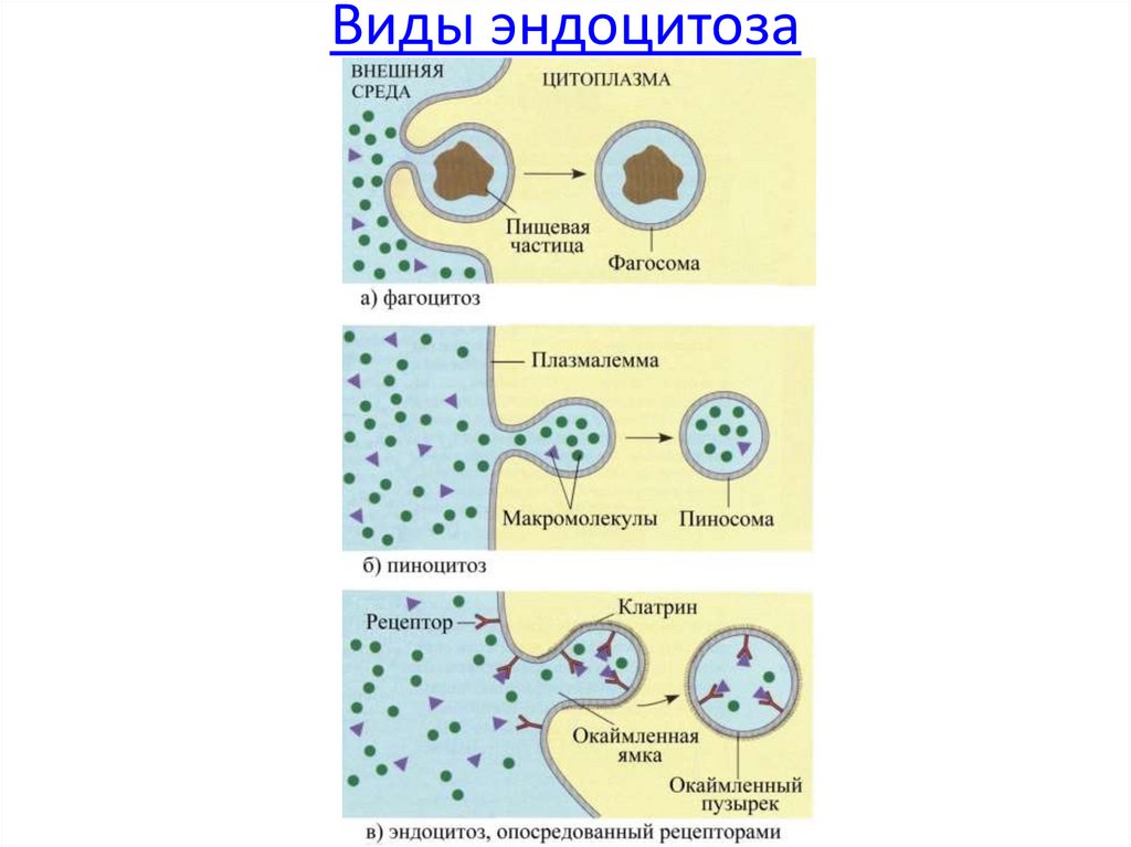 Последовательность эндоцитоза. Эндоцитоз структура клетки. Эндоцитоз опосредованный рецепторами схема. Рецепторно-опосредованный эндоцитоз схема. Эндоцитоз процесс поглощения.