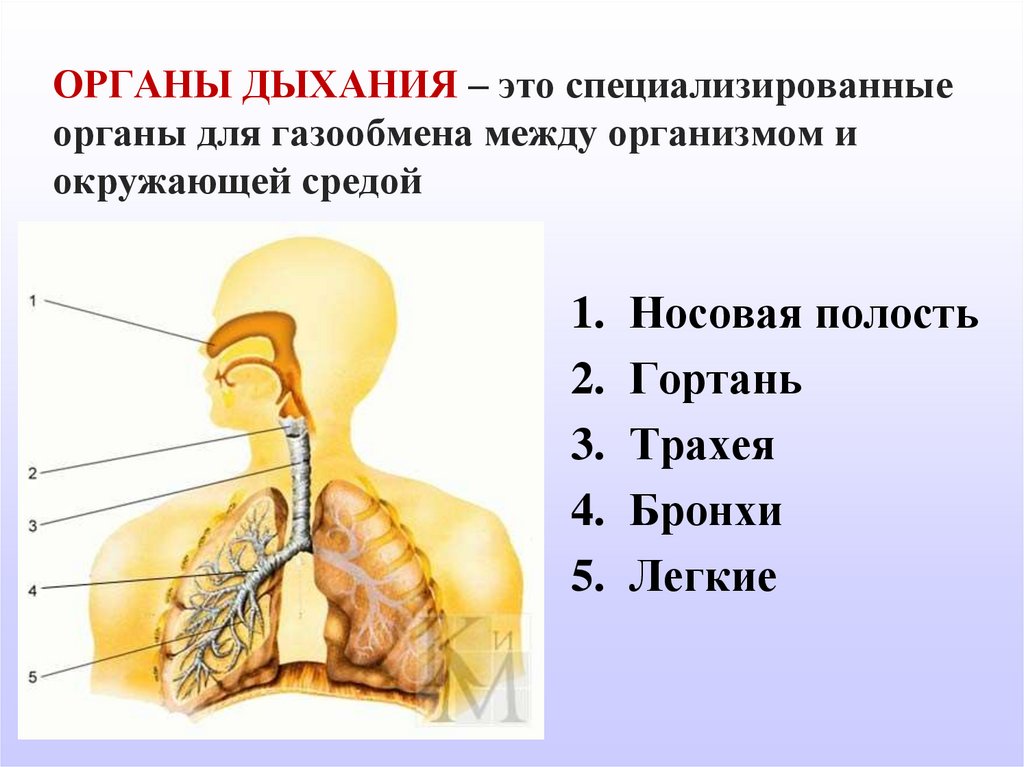 Дыхание 5 групп. Система органов дыхания 8 класс биология. Система органов дыхания человека 3 класс. Дыхательная система человека 8 класс органы дыхания. Строение органов дыхания 8 класс биология.