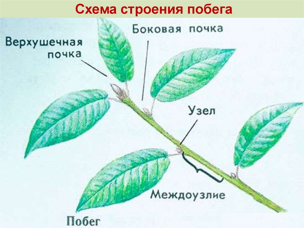 Вегетативные органы лист побег. Строение побега ЕГЭ. Побег растения почка верхушечная. Схема строения побега. Побег растения ЕГЭ биология.