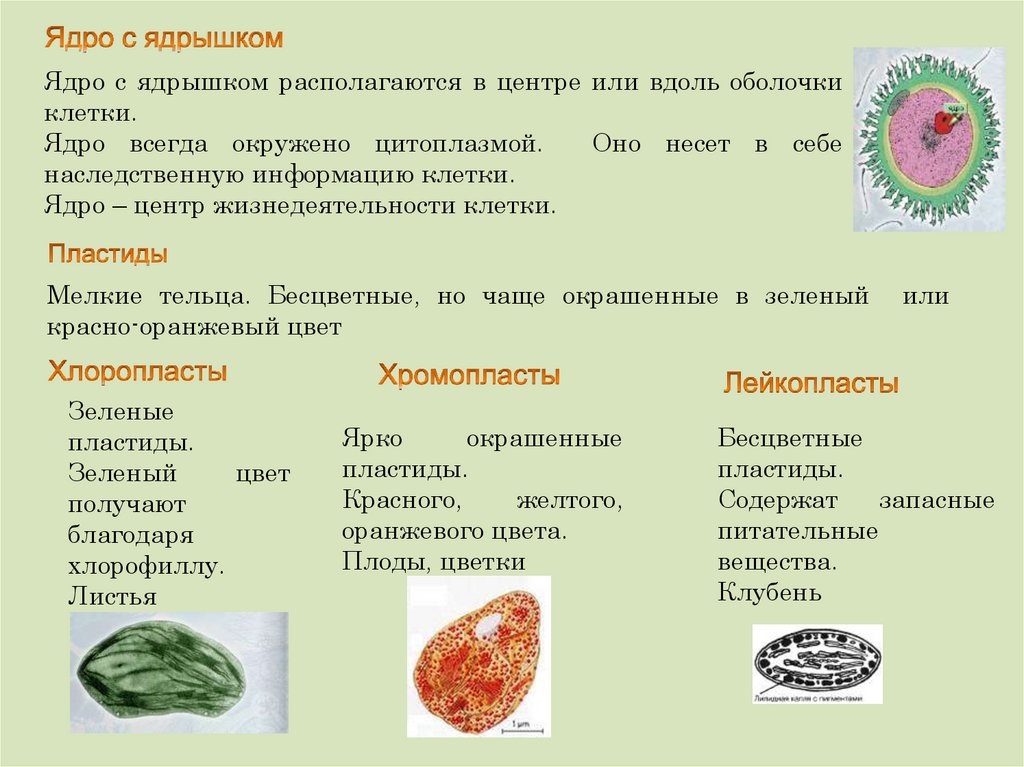 Клетка растения неограниченный рост